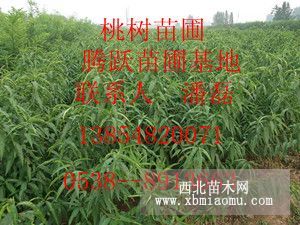 桃树苗品种|桃树苗价格|桃树苗基地|山东桃树苗