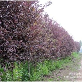 紫葉李基地、山東紫葉李、濟寧紫葉李