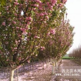 樱花树苗|樱花树苗|樱花树苗价格