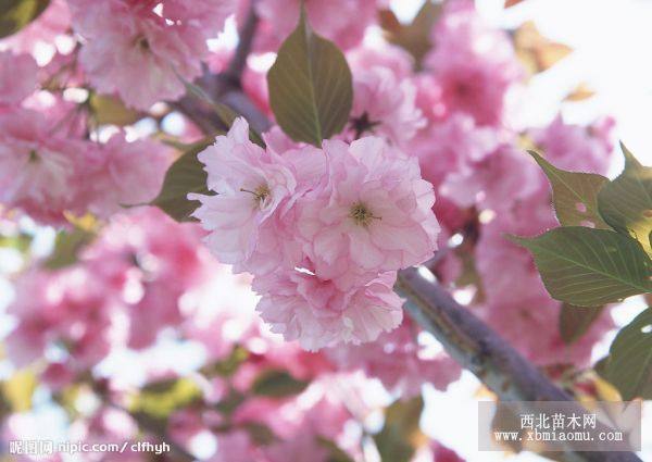 2012年櫻花樹苗價格