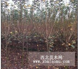 出售观花树 樱花 2—16公分 贵州日本晚樱工程苗木