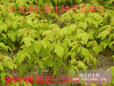 東北綠化苗木種子辦事處