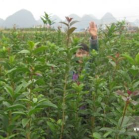 桂花樹(shù)、紅豆杉