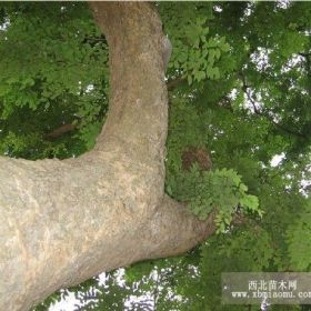 广西黄花梨苗 花梨木苗 花梨木 黄花梨树