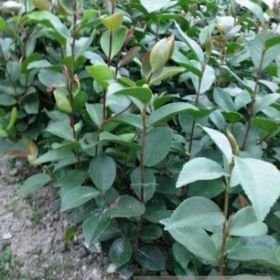 低价大量供应一年生油茶苗20-40公分40万株