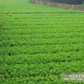 遵義油茶苗|黔西南桂花苗|安順杜鵑苗