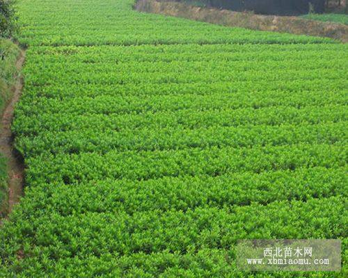 遵義油茶苗