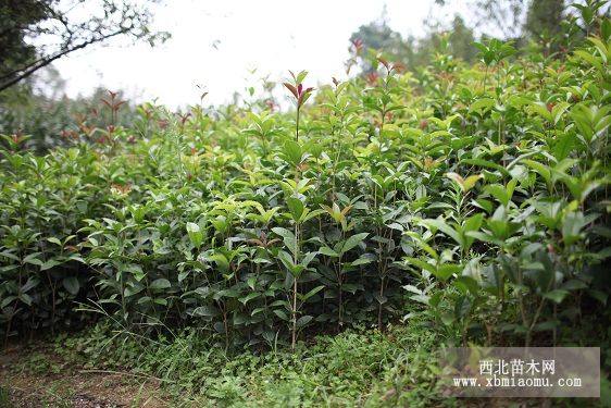 湖北桂花樹-桂花小苗-綠化苗木