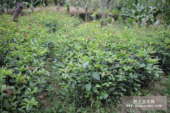 湖北桂花樹-桂花小苗-綠化苗木