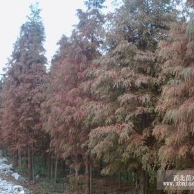 陕西马褂木价格，贵州马褂木价格，广西马褂木价格