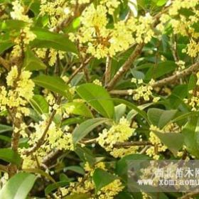 陕西桂花树价格，重庆桂花树价格，云南桂花树价格