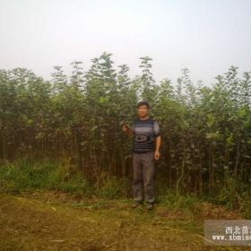 河南省出售果树苗苹果树梨树桃树柿树毛桃苗花椒苗