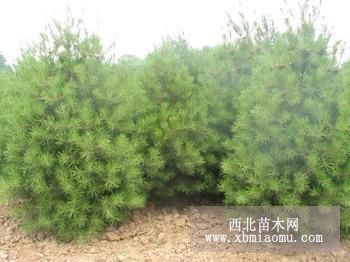 山西種植苗木基地供應(yīng)白皮松、白皮松價格