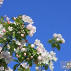 八棱海棠樹(shù)介紹-培育-管理-市場(chǎng)-前景