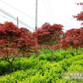 湖南原生红枫 低杆嫁接红枫 原生红枫批发 红枫种植基地