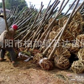 常德桃源栾树 常德临醴栾树 栾树生产厂家 栾树供货商