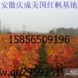 美國紅楓報價 宣城美國紅楓價格 紅楓低價 紅楓小苗低價