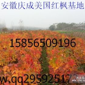 紅楓小苗報(bào)價(jià)  2013年美國(guó)紅楓小苗 2013年紅楓價(jià)格