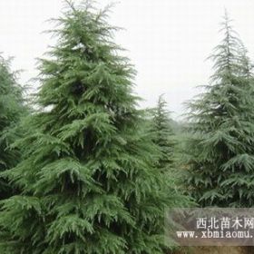 名泉苗圃到期出售雪松1.5-8米，廣玉蘭4-14公分，蜀檜