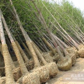 供應(yīng)優(yōu)質(zhì)銀杏樹、銀杏小苗