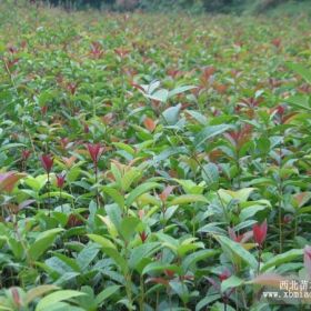 廣西優(yōu)質八月桂花苗，香樟苗，羅漢松苗，竹子苗，水果苗