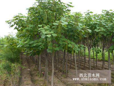 東北綠化苗木種子辦事處