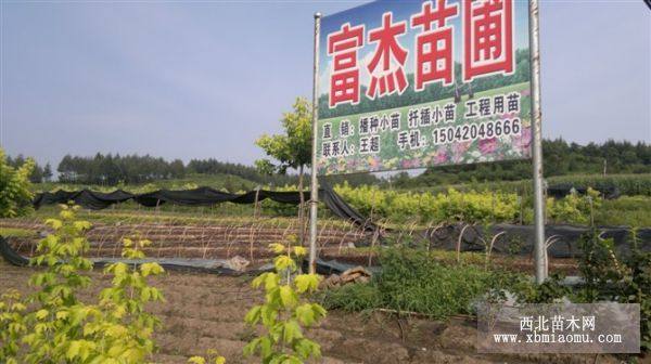 紫叶稠李，金叶复叶槭，红叶李