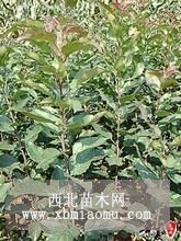 供应甜茶-甜茶苗-山东0.5甜茶小苗价格