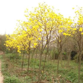 廣東黃花風(fēng)鈴木，廣州花都黃花風(fēng)鈴木