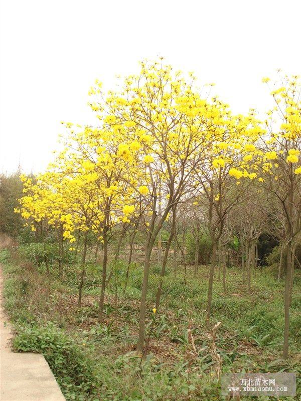 黃花風(fēng)鈴木