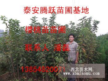 供应山东樱桃树苗  山东樱桃树苗的品种