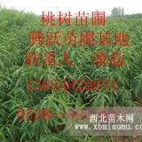 供應(yīng)桃樹苗 桃樹苗什么品種好 什么品種桃樹苗產(chǎn)量高