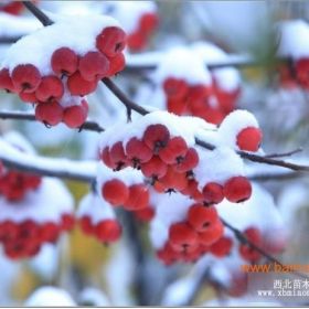 八棱海棠樹 八棱海棠樹價格 河北懷來供應