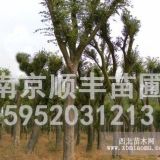 樸樹，樸樹價格，樸樹產(chǎn)地報價，低價格樸樹供應(yīng)15公分20公分