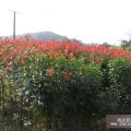 湖南綠化苗木 湖南花木 四季紅苗圃苗木 紅葉石楠