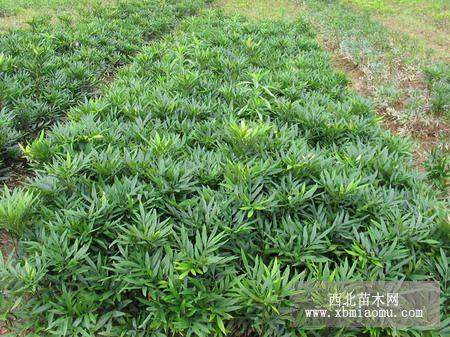 金銀花,劍麻,薔微,金絲桃,連翹