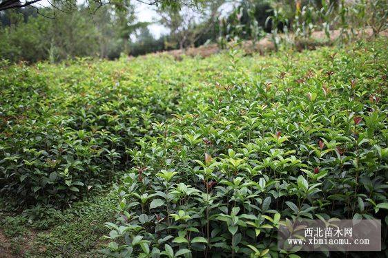 桂花树价格|桂花苗