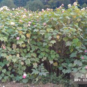 湖南木芙蓉/木芙蓉种植基地/独杆木芙蓉图片/木芙蓉报价