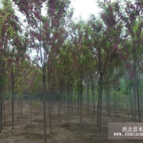 香花槐，河北香花槐7--15公分的低价大量供应