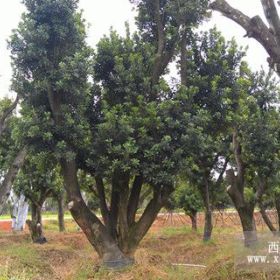 湖南多杆杨梅树/丛生杨梅树/截杆移栽杨梅树/野生骨架杨梅树