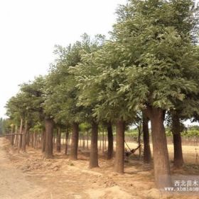 绿化苗木报价国槐,油松,香樟,桂花,樟子松,白蜡,五角枫