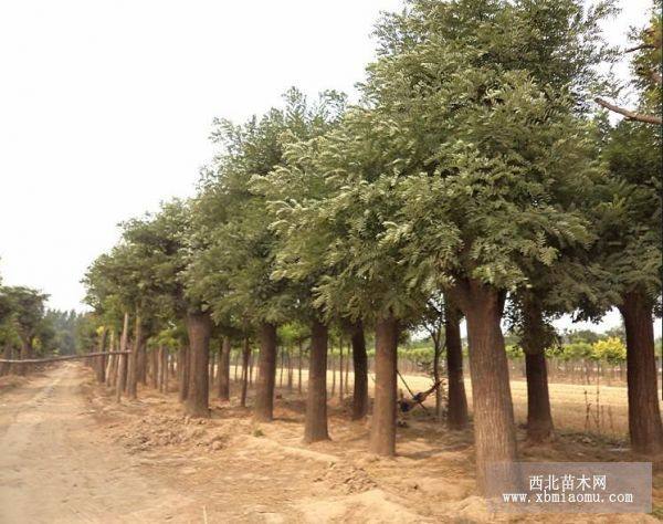 香樟,桂花,樟子松,白蠟,五角楓