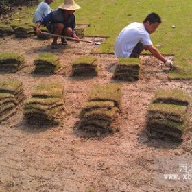 湖南草皮/马尼拉草皮价格/2000亩草皮基地/高羊茅图片