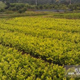 湖南金森女贞种植基地/金森女贞小苗低价出售/金森女贞生产厂家