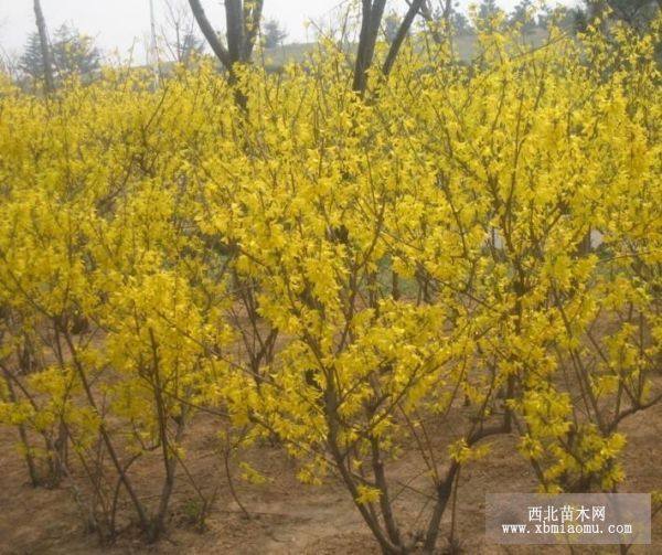 黃馨,垂絲海棠,迎春,女貞造型樹