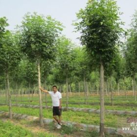 河北保定三和苗圃供應(yīng)火炬樹(shù)，河北苗木基地