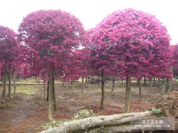 湖南紅花繼木