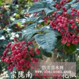 花椒苗大紅袍