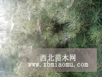 云杉 華山松 陜西白皮松 側(cè)柏 油松 國槐 香花槐 新疆楊