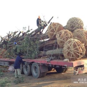 30公分野生骨架椤木石楠价格，35公分野生椤木石楠价格